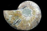 Agatized Ammonite Fossil (Half) #78408-1